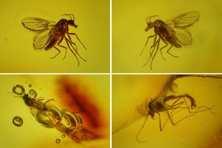 Four Fossil Flies (Diptera) In Baltic Amber #150715